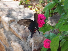 Papilio dialis
