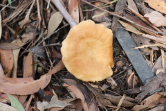 Rhodocybe lateritia