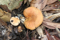 Rhodocybe lateritia