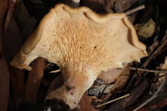 Rhodocybe lateritia