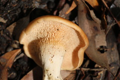Rhodocybe lateritia