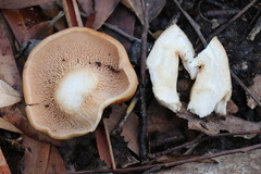 Rhodocybe lateritia