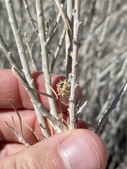 Rhopalomyia utahensis