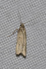 Acompsia tripunctella