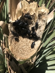 Scyphophorus yuccae