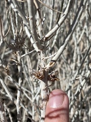 Rhopalomyia ericameriae