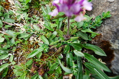 Pedicularis roylei