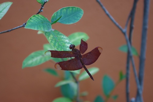 Russet Percher photo 4