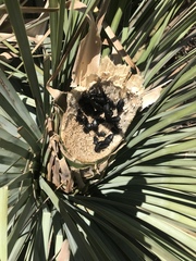 Scyphophorus yuccae