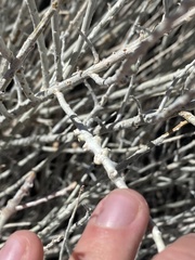 Rhopalomyia chrysothamni