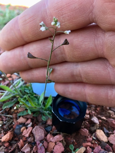 Capsella bursa-pastoris iNat (1)