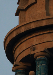 Falco tinnunculus