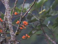Saucerottia saucerottei