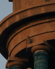 Falco tinnunculus