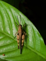 Xiphiola cyanoptera