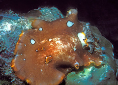 Platydoris ocellata