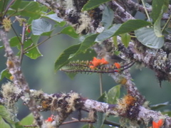 Vireo chivi