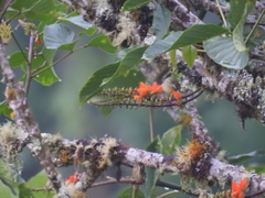 Vireo chivi