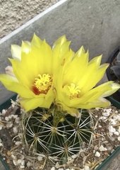 Hamatocactus