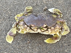 Matuta victor