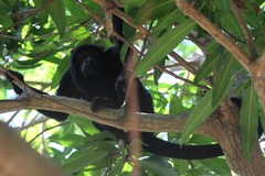 Alouatta discolor