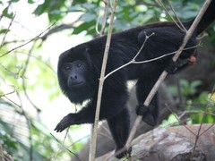 Alouatta discolor