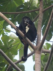 Alouatta discolor
