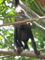 Alouatta discolor