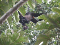 Alouatta discolor