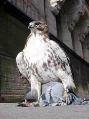 Buteo jamaicensis