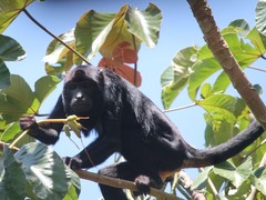 Alouatta discolor