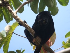 Alouatta discolor