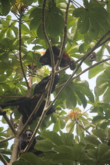 Alouatta discolor