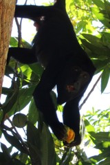 Alouatta discolor