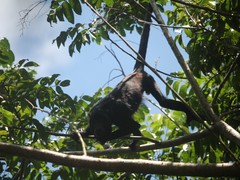 Alouatta discolor