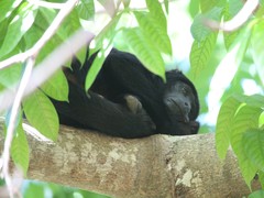 Alouatta discolor