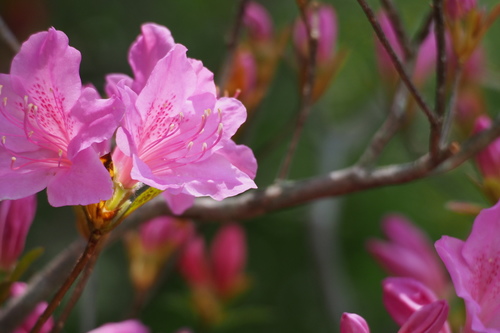 Rhododendron × tectum iNat (1)