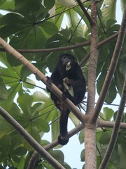 Alouatta discolor