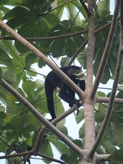 Alouatta discolor