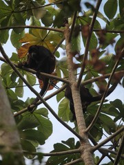 Alouatta discolor