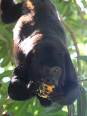 Alouatta discolor