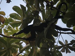 Alouatta discolor