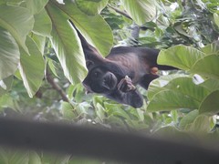 Alouatta discolor