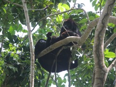 Alouatta discolor