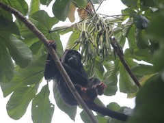 Alouatta discolor