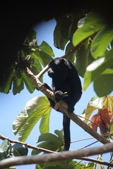 Alouatta discolor