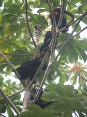 Alouatta discolor