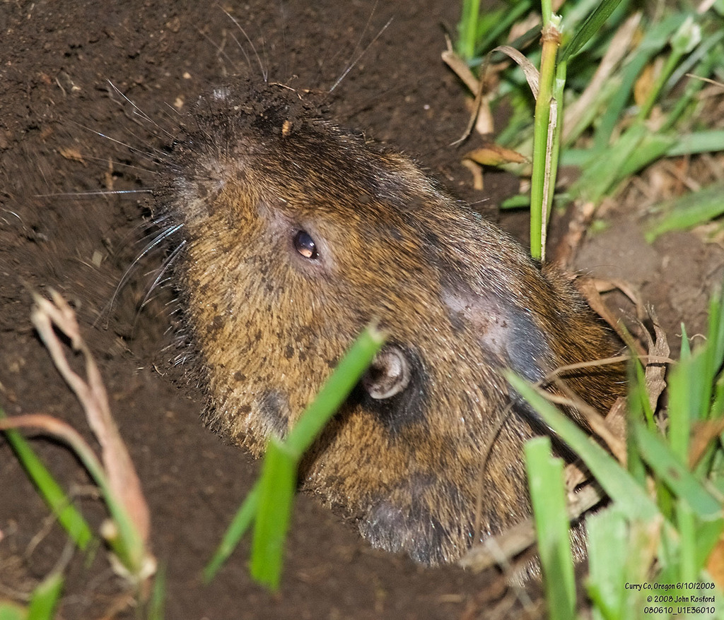 Botta's Pocket Gopher