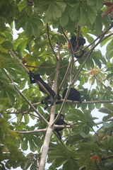 Alouatta discolor