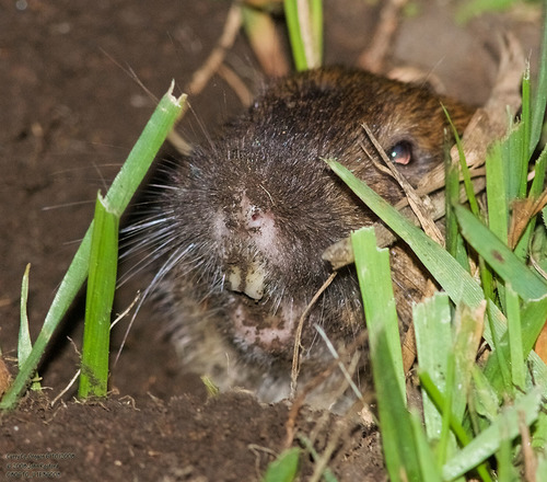 Northern California pocket gopher photographed in Michigan